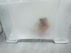 -爱侣宠医·鹦鹉专科·小型哺乳类·异宠专科(灵石路店)