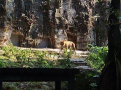 -广州长隆野生动物世界