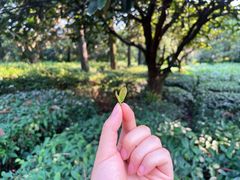 -宝岩生态观光园