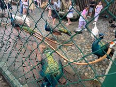 -西双版纳傣族园