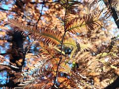 -白水寺森林公园