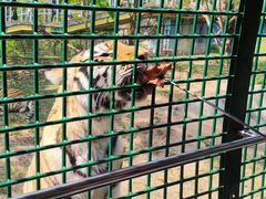 -深圳野生动物园