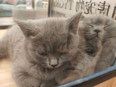 -袖虎·猫馆(体育西路店)