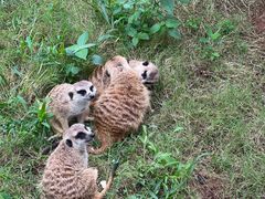 -西霞口神雕山野生动物世界