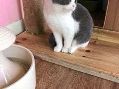 -70cat德文卷毛猫·缅因猫纯种猫舍