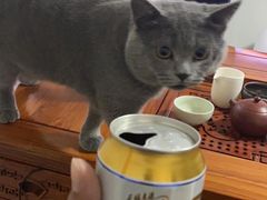 -糯米喵星人总部直营旗舰店·猫舍·幼猫出售