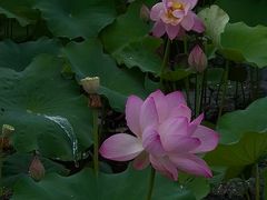-陶辛水韵