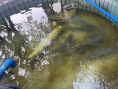 -花悦农庄 | 烧鸡·竹筒饭(沙迳高沙温泉香溪堡店)