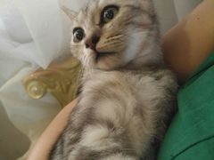 -万小咖.猫咖(中山路天虹店)