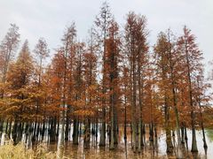 -白鹭湾湿地公园