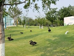 -祥源·阜阳生态乐园