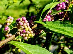 -国家植物园南园