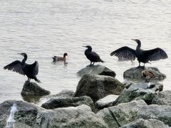 -深圳湾公园(南山区)