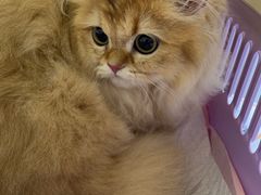 -瑞派康怡24h宠物医院·犬猫医疗中心·微创绝育(瑞景分院)