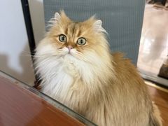 -艾贝尔宠物医院·宠保定点·超声绝育·免疫点(樱花路店)