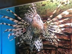 -北戴河圣蓝海洋公园