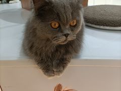 -COLOR PETS 撸猫馆·购猫·猫咖(长风大悦城店)