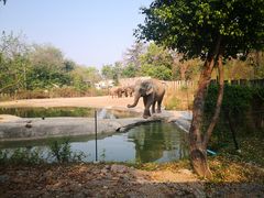 -清迈夜间动物园