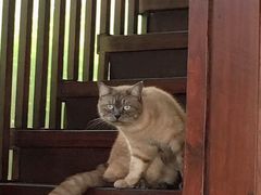 -Dash Teak House