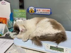 -半岛宠物医院24小时(科华中路店)