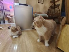 -滚猫咖啡·猫咖·猫友好撸猫(未来城店)