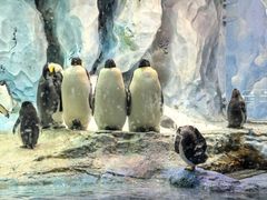 -帝企鹅自助餐厅•儿童岛•真企鹅(长隆企鹅酒店)