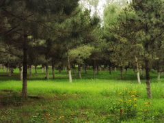 -大兴滨河森林公园