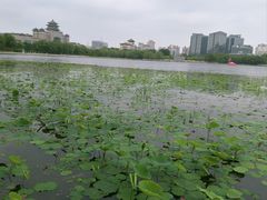-莲花池公园