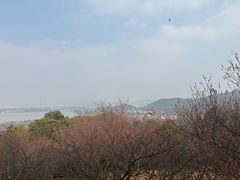 -香雪海