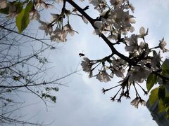 -高东镇樱花园