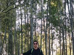 -天目山大树王景区