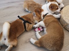 -浣熊柯尔鸭土拨鼠·电玩咖