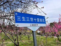 -南汇桃花村