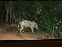 -清迈夜间动物园