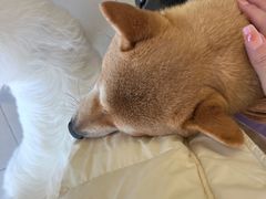 -怪兽屋·羊驼·猫咖·狗咖(俊华广场店)