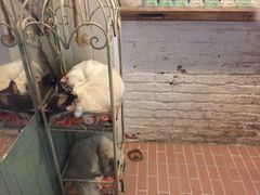 -猫咪博物馆(顶澳仔猫街店)