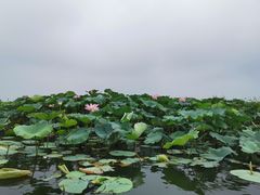-白洋淀景区