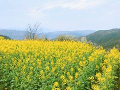 -桑洲油菜花景区