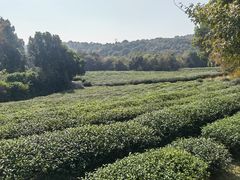 -杭州半山国家森林公园