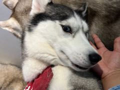 -Husky Go! 哈士奇体验馆·宠物咖啡厅狗咖