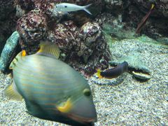 -西雅图水族馆