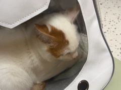 -瑞派康怡24h宠物医院·犬猫医疗中心·微创绝育(瑞景分院)