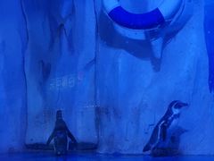 -多彩贵州城极地海洋世界