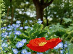 -上海共青森林公园