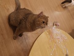 -有喵·猫咖·狗咖·30几只猫10只小狗(岗厦店)