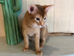 -飞行喵MR PILOT|猫舍·猫咖(静安大融城店)