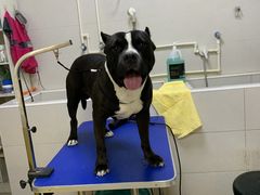 -派多格宠物(御景湾店)