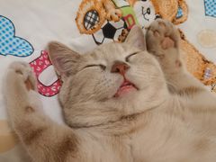 -东方名猫馆·英短金渐层布偶猫舍(环线广场1号楼店)