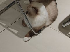 -怪兽屋·羊驼·猫咖·狗咖(俊华广场店)