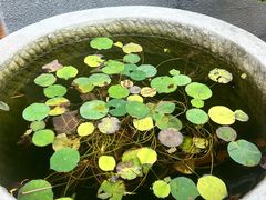 -华冠悠岚·庭院餐厅(青城后山店)